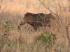 dscn 3065.jpg Sanglier Sus scrofa dans le parc national de tadoba