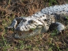 dscn 3191.jpg Crocodile des marais Crocodylus palustris au Parc National de Tadoba