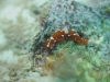 dsc 0789.jpg Nudibranche Tambja limaciformis à Crinoïd city, Milne bay, PNG