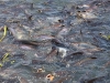 CH8A 8425.jpg Nourrissage de Carpes asiatiques dans une rivière Wat Chaloem Phrakiat Worawiharn