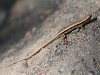CH8A 8687.jpg Lézard dans le parc national de Khao Yai