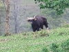 CH8ACH8A 8990.jpg Réserve de gaurs Bos gaurus à Klong Sai Hills dans le parc national de Khao Yai
