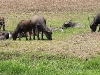 CH8A 9080.jpg Buffles domestiques Bubalus bubalis à Pak Phli 