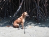 DSCN 0296.jpg Chien dans la mangrove à Phetchaburi