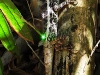 DSCN 0628.jpg Lézard au parc de Kaeng Krachan