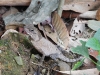 DSCN 0658.jpg Lézard au parc de Kaeng Krachan