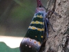 DSCN 0836.jpg Insecte technicolor & à corne à Kaeng Krachan