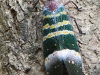 DSCN 0838.jpg Insecte technicolor & à corne à Kaeng Krachan