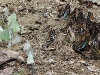 DSCN 0913.jpg Rassemblement de papillons à Kaeng Krachan