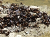 DSCN 0914.jpg Rassemblement de papillons à Kaeng Krachan
