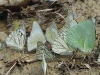 DSCN 0916.jpg Rassemblement de papillons à Kaeng Krachan