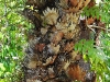 DSCN 2324.jpg Vu au parc national de Khao Yai