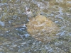 DSCN 2366.jpg Tortue d'eau douceau parc national de Khao Yai