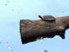 DSCN 2374.jpg Tortue d'eau au parc national de Khao Yai