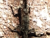 DSCN 2380.jpg Lézard au parc national de Khao Yai