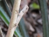 DSCN 2383.jpg Lézard au parc national de Khao Yai