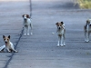 CH8A 8039.jpg Chiens sans maitres à Amphoe Kaen Krachan