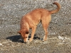 DSCN 0387.jpg Chien aux salines de Laem Phak Bia