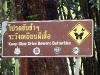 DSCN 0912.jpg Faut pas écraser les papillons à Kaeng Krachan !