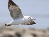 CH8A 7845.jpg Mouettes du Tibet Larus brunnicephalus à Phantai Norasing