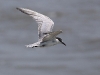 CH8A 7856.jpg Guifette moustac Chlidonias hybrida à Phantai Norasing