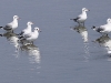 CH8A 7881.jpg Mouettes du Tibet Larus brunnicephalus à Phantai Norasing