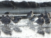 DSCN 0040.jpg Bécasseaux de l'Anadyr Calidris tenuirostris et gravelots aux salins de Laem Phat Bia