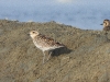 DSCN 0054.jpg Pluviers fauves Pluvialis fulva aux salines de Laem Phat Bia