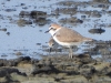 DSCN 0055.jpg Pluvier ou gravelot de Swinhoe Charadrius dealbatus aux salines de Laem Phat Bia