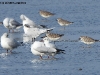 DSCN 0103.jpg Sterne caspienne, mouettes du Tibet & pluviers argentés aux salins de Laem Phat Bia