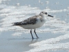 DSCN 0228.jpg Bécasseaux sanderlings Calidris alba à Laem Phat Bia sandspit