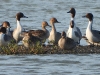 DSCN 0328.jpg Canards pilets & siffleurs à Bang Tabun Ok