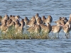 DSCN 0333.jpg Barges à queue noire Limosa limosa à Bang Tabun Ok