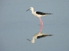 DSCN 0348.jpg Echasse blanche Himantopus himantopus aux salines de Laem Phak Bia