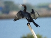 DSCN 0357.jpg Cormoran de Vieillot Microcarbo niger aux salins de Laem Phak Bia