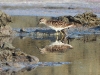 DSCN 0371.jpg Bécasseau à longs doigts Calidris subminuta aux salines de Laem Phak Bia