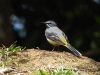 DSCN 0635.jpg Bergeronnette des ruisseaux Motacilla cinerea au parc Kaeng Kragan