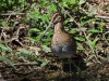 DSCN 2345.jpg Bécassine à queue pointue Gallinago stenura au parc national de Khao Yai