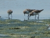 DSCN 9035.jpg Bécasseaux à col roux Calidris ruficollis à Khok Khan