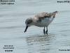 DSCN 9298.jpg Bécasseau spatule Charadrius pygmaea à Khok Kham