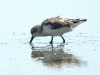 DSCN 9380.jpg Bécasseau spatule Charadrius pygmaea à Khok Kham