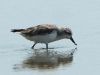 DSCN 9401.jpg Bécasseau spatule Charadrius pygmaea à Khok Kham