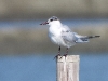 DSCN 9631.jpg Sterne pierregarin Sterna hirundo au village de pêcheurs de Phetchaburi