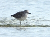 DSCN 9675.jpg Pluvier argenté Pluvialis squatarola au village de pêcheurs de Phetchaburi