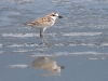 DSCN 9844.jpg Pluvier ou gravelot de Péron Charadrius peronii au village de pêcheurs de Phetchaburi