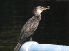 DSCB 9876.jpg Cormoran à cou brun Phalacrocorax fuscicollis à Laem Phak Bia (Environmental R&D Project)