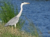 DSCN 9913.jpg Héron cendré Ardea cinerea à Laem Phak Bia (Environmental R&D Project)