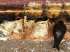 CH8A 7883.jpg Salanganes à nid blanc (Aerodramus fuciphagus) à Wat Sutthiwat Wararam