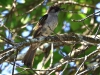 CH8A 8062;jpg Bulbul à ailes vertes Hemixos flavala au parc Kaeng Krachan