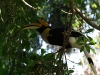 CH8A 8081.jpg Calao bicorne Buceros bicornis au parc Kaeng Krachan
